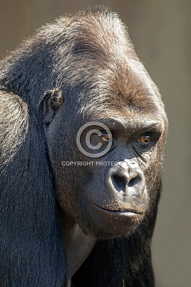 Western Lowland Gorilla (Gorilla Gorilla Gorilla)