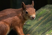 Red Squirrel Looking At Camera