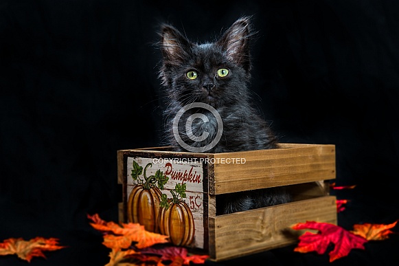 A black halloween kitten