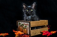 A black halloween kitten