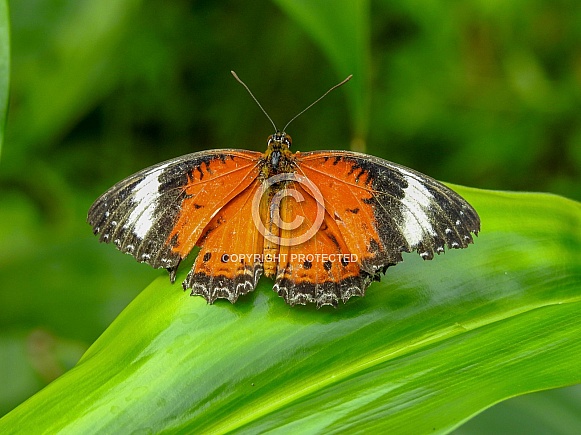 Orange Lacewing Butterfly