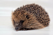 Female Hedgehog