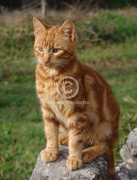 Orange Striped Cat