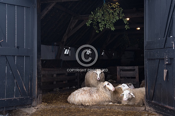 Sheep in Netherlands