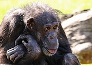 Old Chimpanzee