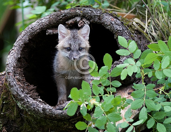A Red Fox Kit Peeks out of a Burrell
