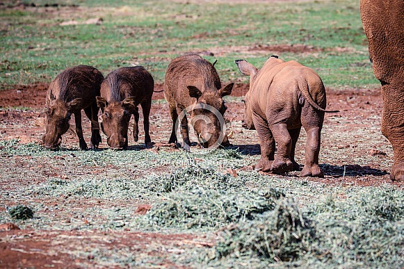 Young Rhino and Warthogs