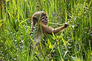 Gabon talapoin monkey (Miopithecus ogouensis)