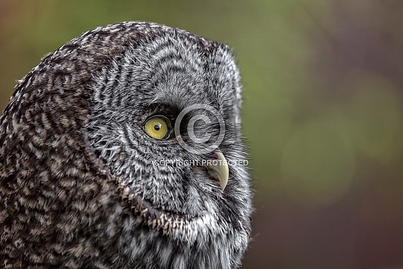 Great Grey Owl--Great Grey Profile