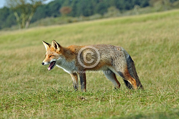 Red Fox (vulpesvulpes)