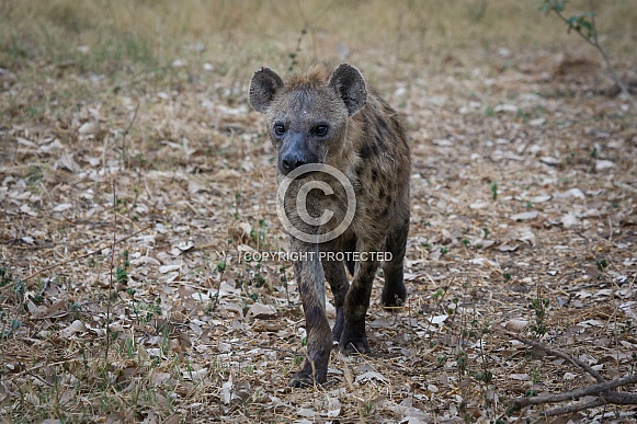Spotted Hyena (wild)