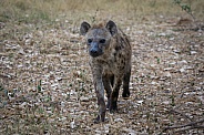 Spotted Hyena (wild)