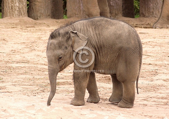Asian Elephant Calf