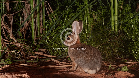 Cottontail Rabbit, Sylvilagus