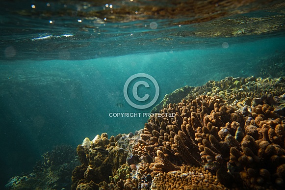Under the sea - Coral Reef