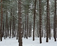 Pine trees in winter snow