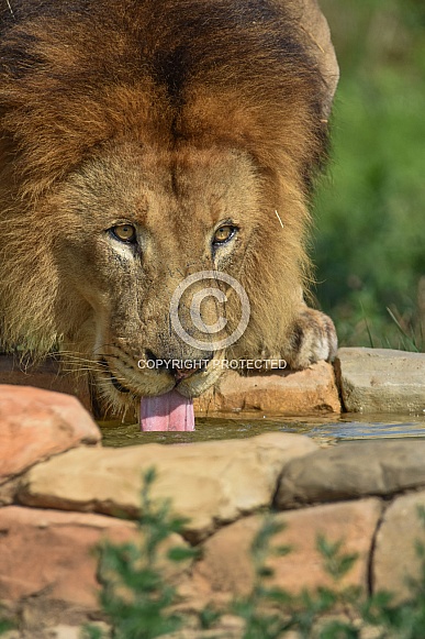 Lion at watering hole