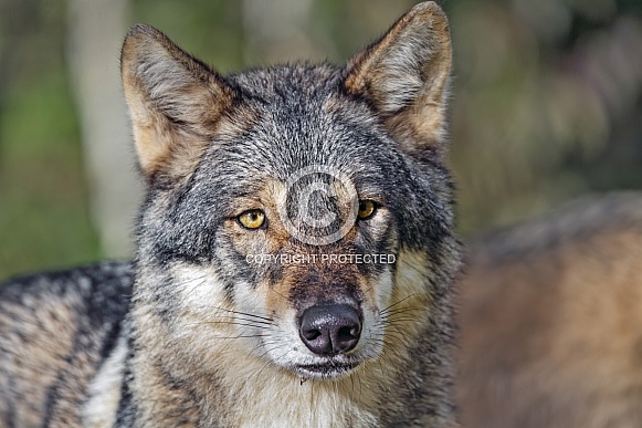 Portrait of a cute wolf