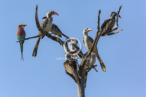 Seven red-billed hornbills and a Lilac brested Roller