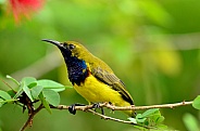 Olive-Back Sunbird