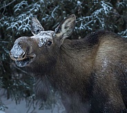 Cow Moose in Winter