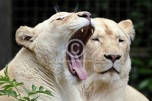 White Lionesses