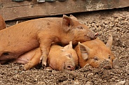 Sleeping Tamworth Pigs