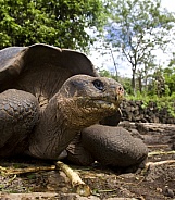 Giant Tortoise - Galapagos Islands - Ecuador