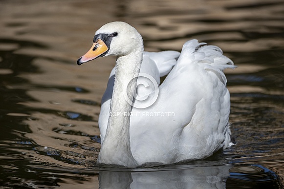 Large white swan on the pond