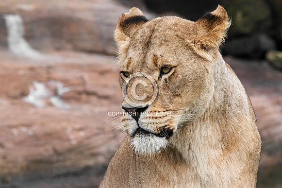 African Lioness close up