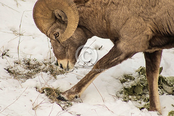 Big Horn Ram in snow