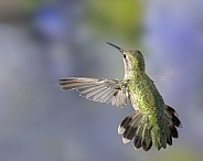 Hummingbird with Flared Tail - Female or Immature Male