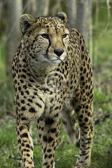 Cheetah Close up