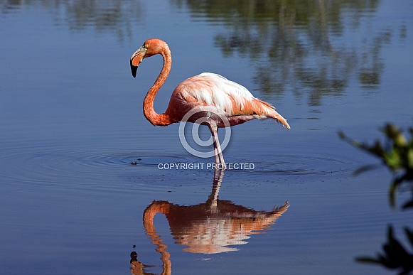 Greater Flamingo - Galapagos Islands