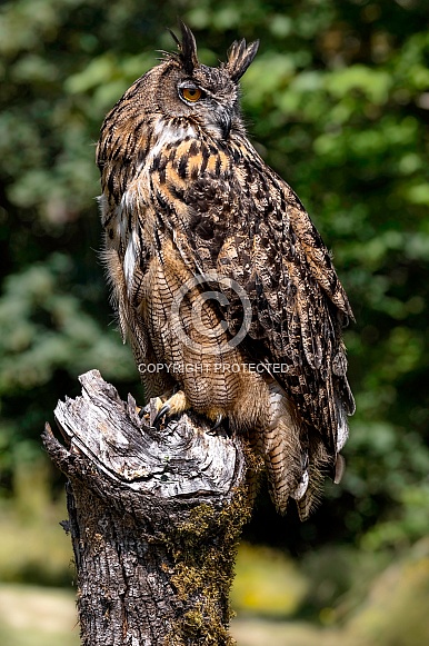 Eurasian Eagle Owl--Eurasian Eagle Owl On A Perch