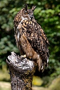 Eurasian Eagle Owl--Eurasian Eagle Owl On A Perch
