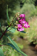 Pink Himalayan Balsam Flower