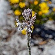 Trachyandra hirsutiflora
