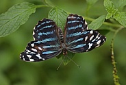 Blue Wave Butterfly