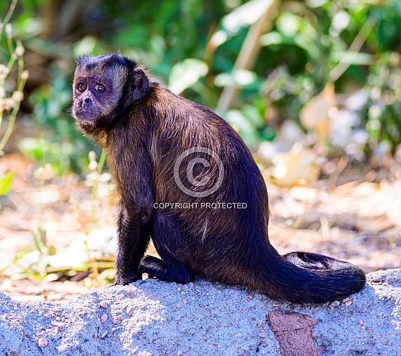 Capuchin Brown Monkey