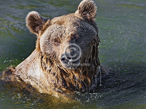 Bear in the water