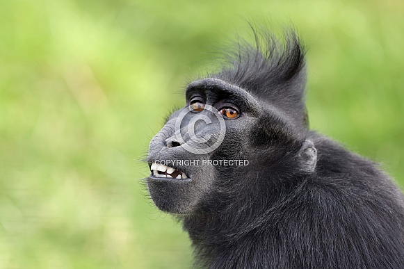 crested macaque (Macaca nigra)