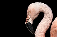 Chilean Flamingo Head Shot Black Background