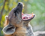 Spotted hyena yawning wide