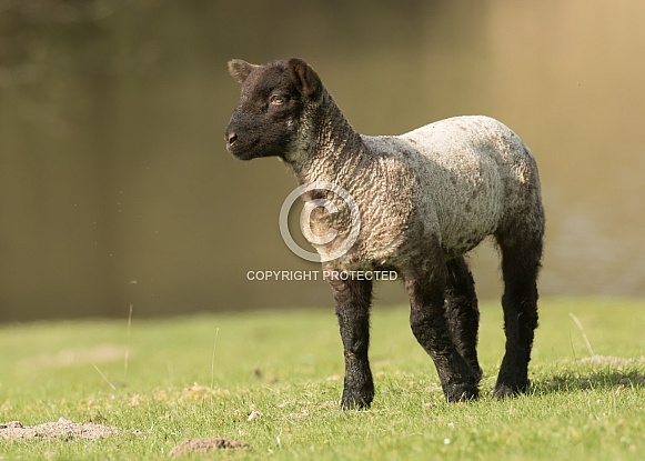 Young Lamb Staring