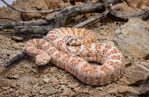 Speckled Rattlesnake on Ground with Rocks and Sticks