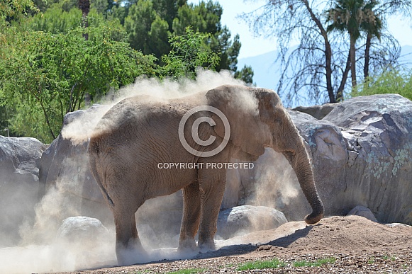 Elephant Dust Bath