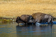 Bison crossing the Firehole