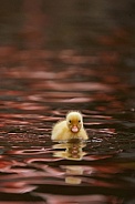 Call Duckling