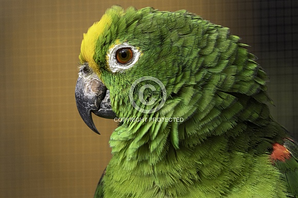 Yellow Fronted Amazon Parrot Side Profile